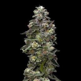 Auto Bakers Delight DNA Genetics