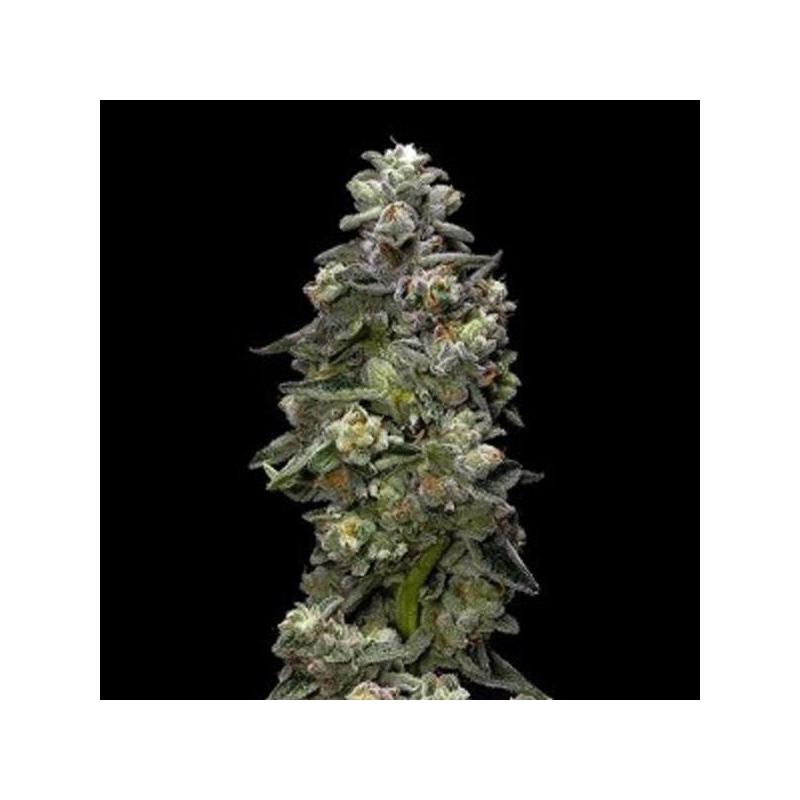 Auto Bakers Delight DNA Genetics Auto Bakers Delight DNA Genetics