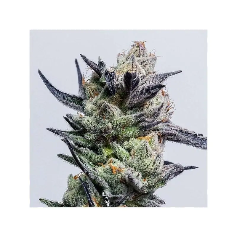 Huckleberry Eleve8 Seeds
