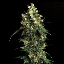 Aqua VerdeEleve8 Seeds
