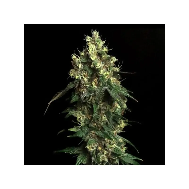 Aqua VerdeEleve8 Seeds