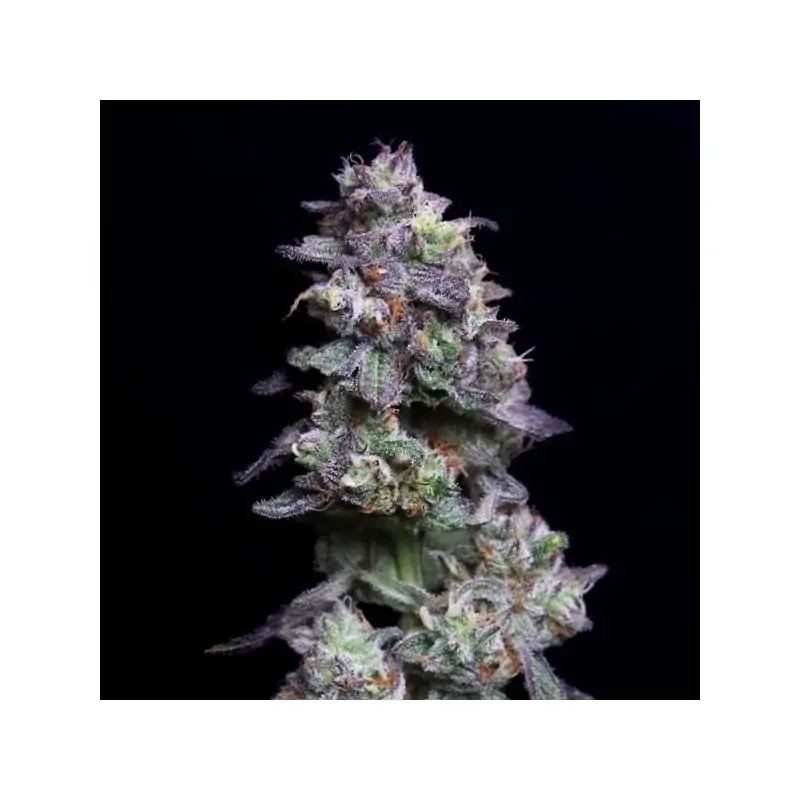 Baked Apple Cherries Eleve8 Seeds