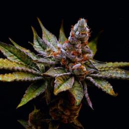 Birthday Punch - Eleve8 Seeds -