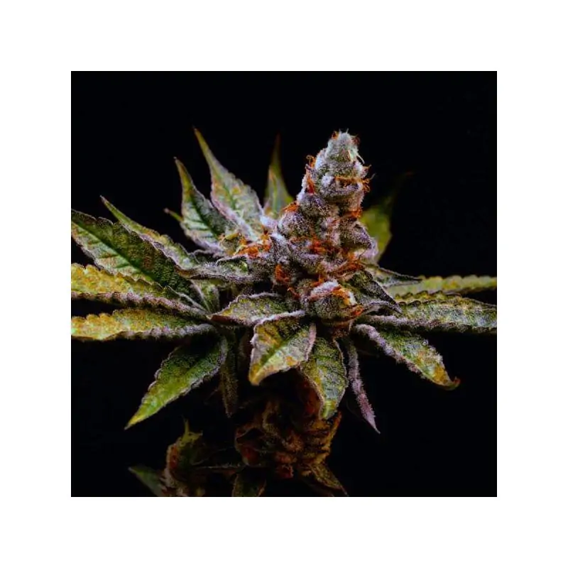 Birthday Punch - Eleve8 Seeds -