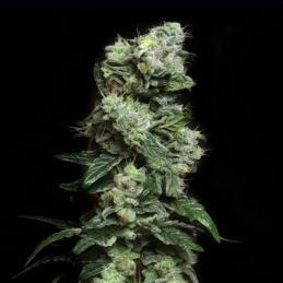 Blunt Bombs - Eleve8 Seeds -