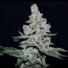 Fire'n Ice - Eleve8 Seeds -