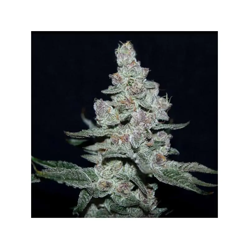 Fire'n Ice - Eleve8 Seeds -