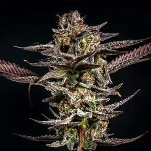 Gelato Kiss - Eleve8 Seeds -