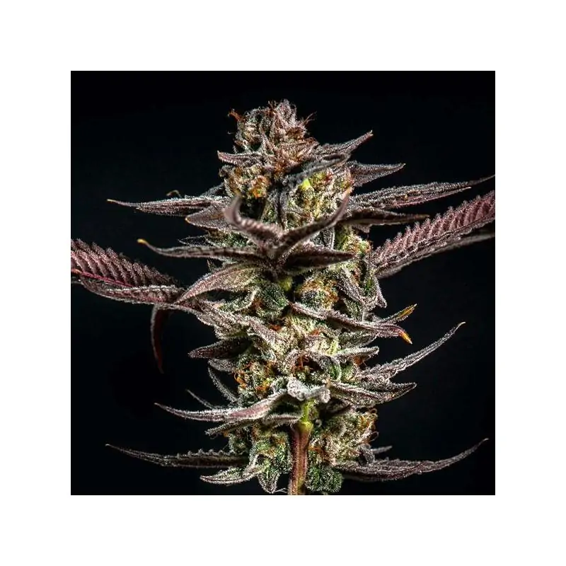 Gelato Kiss - Eleve8 Seeds -