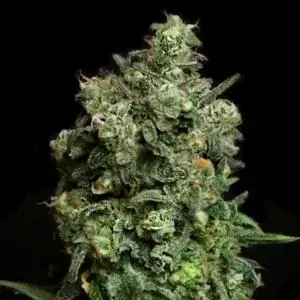 Oregon Apple Trail - Eleve8 Seeds -