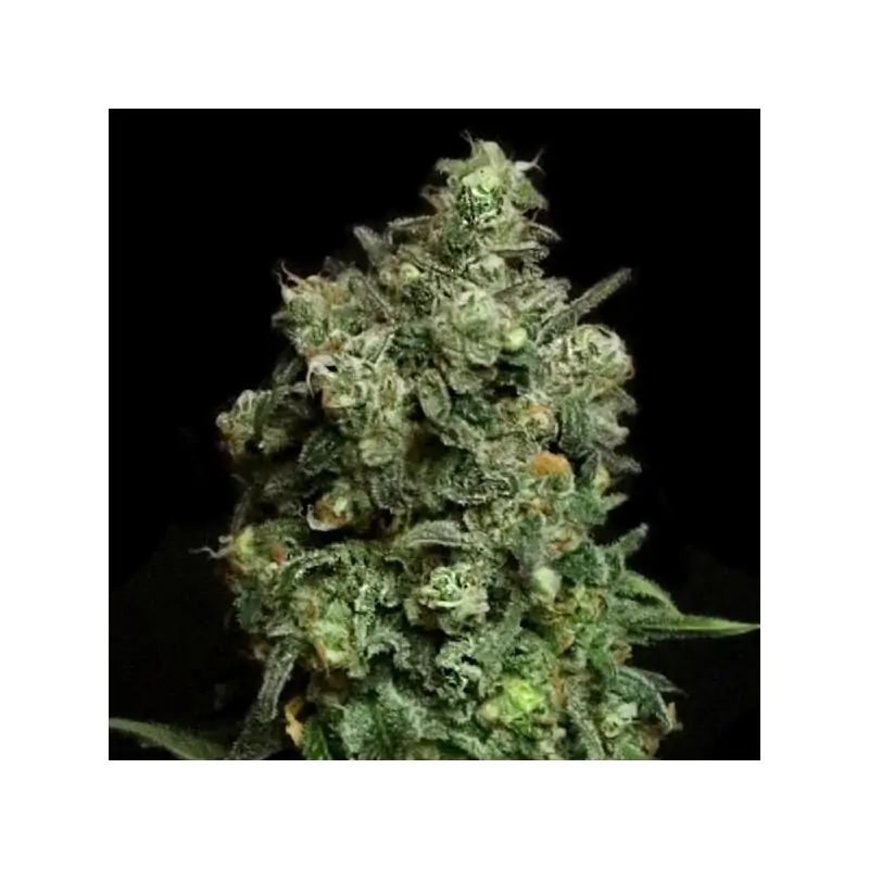 Oregon Apple Trail - Eleve8 Seeds -