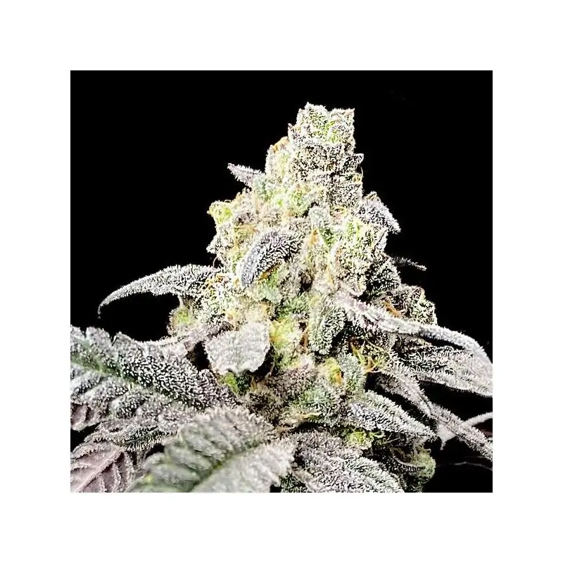Purple Cherry Ripple - Eleve8 Seeds -