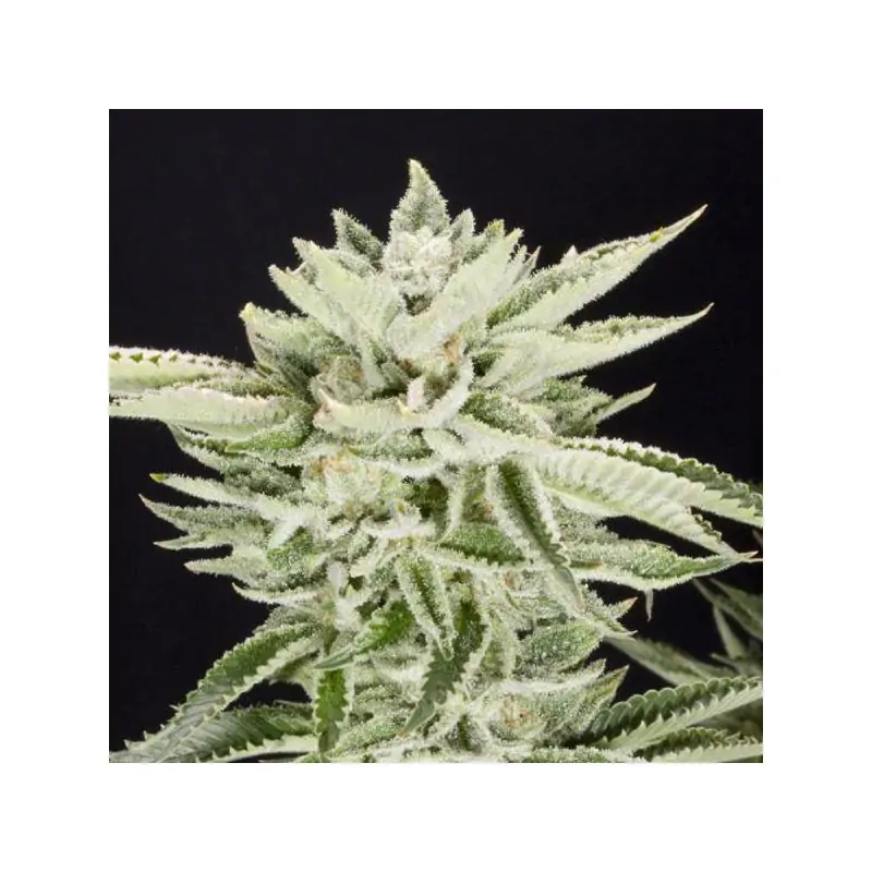 Sherbet - Eleve8 Seeds –