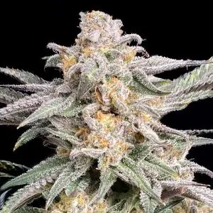 Snoop's Punch - Eleve8 Seeds –
