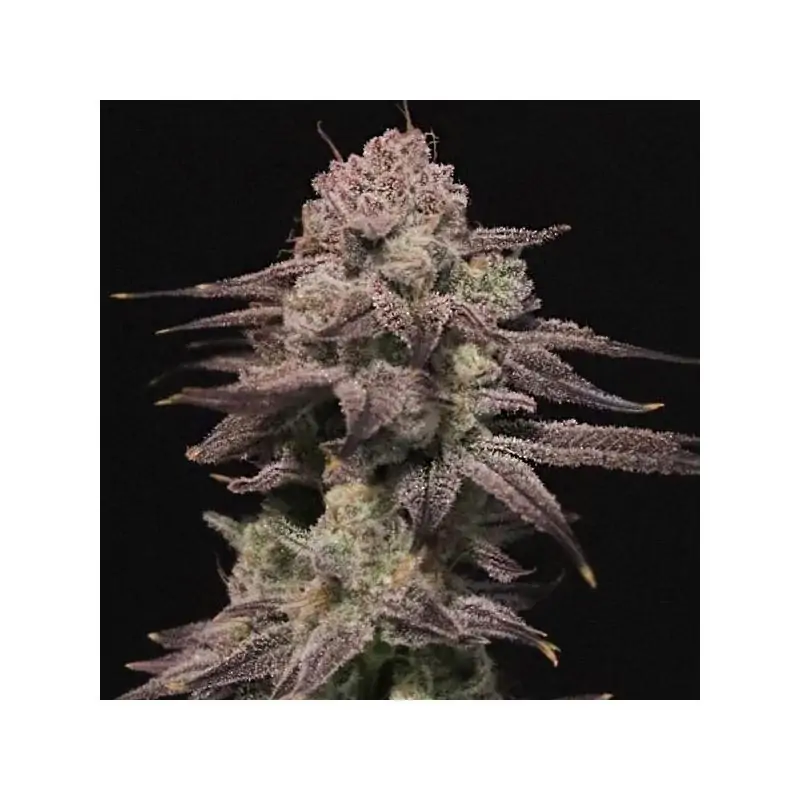 Viking Milk - Eleve8 Seeds –