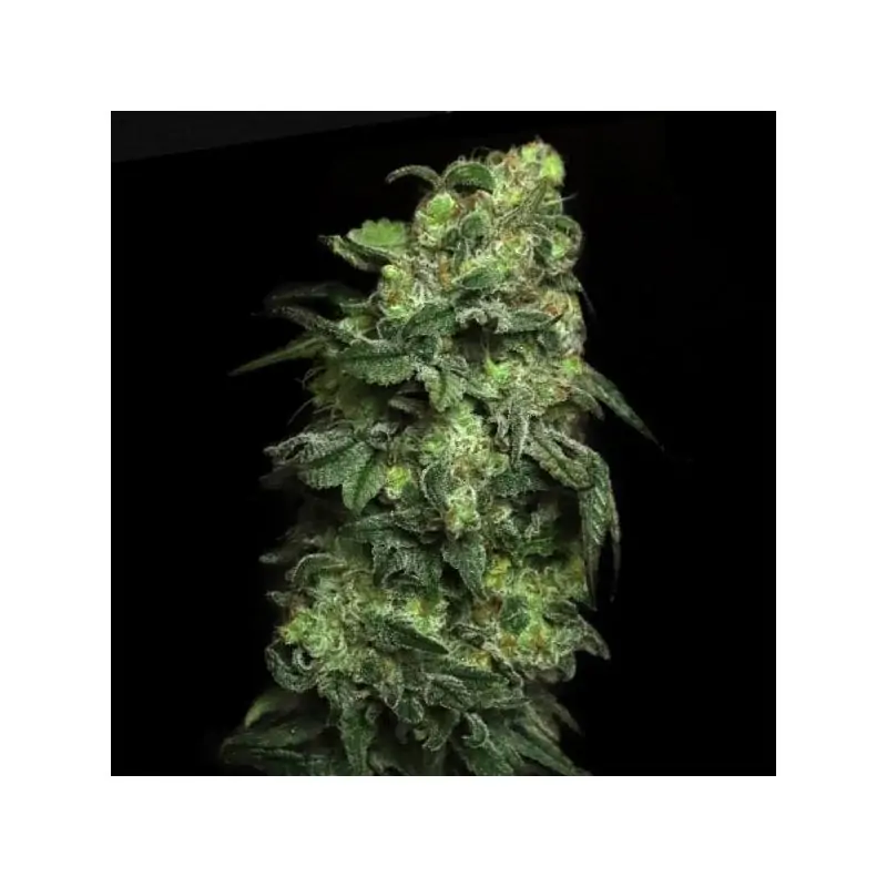 White Serpent- Eleve8 Seeds –
