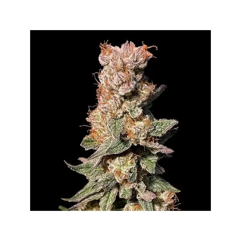 Xhale - Eleve8 Seeds –