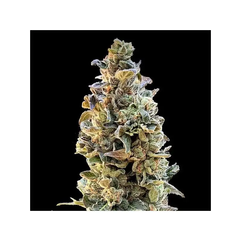 XTC OG - Eleve8 Seeds –