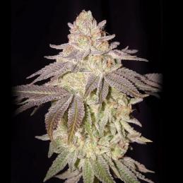 Auto Black Toffee Green House Seeds