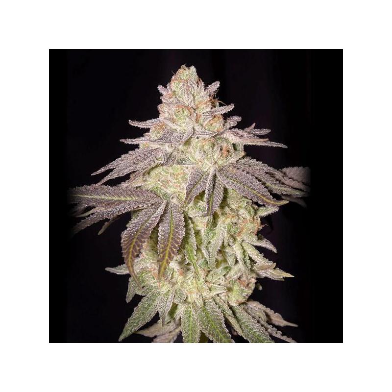 Auto Black Toffee Green House Seeds