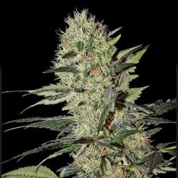 Auto Exodus Cheese Green House Seeds