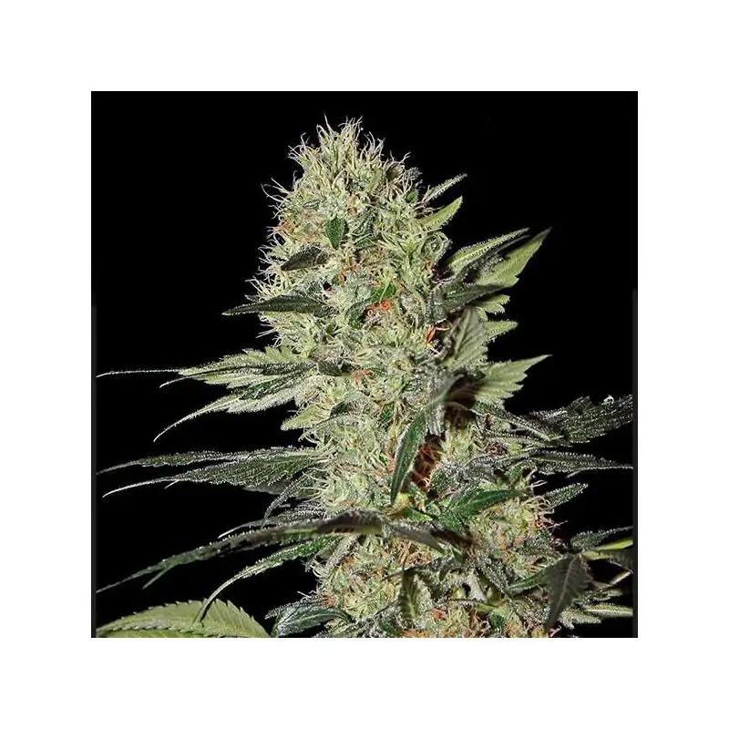 Auto Exodus Cheese Green House Seeds