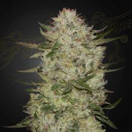 Auto HighCloudz Green House Seeds