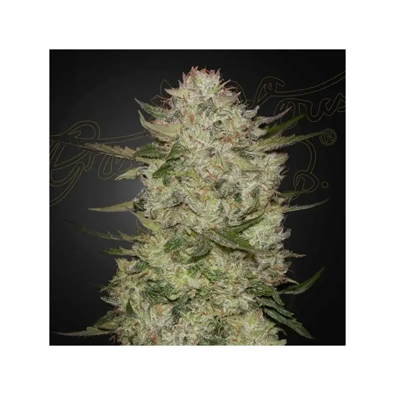 Auto HighCloudz Green House Seeds
