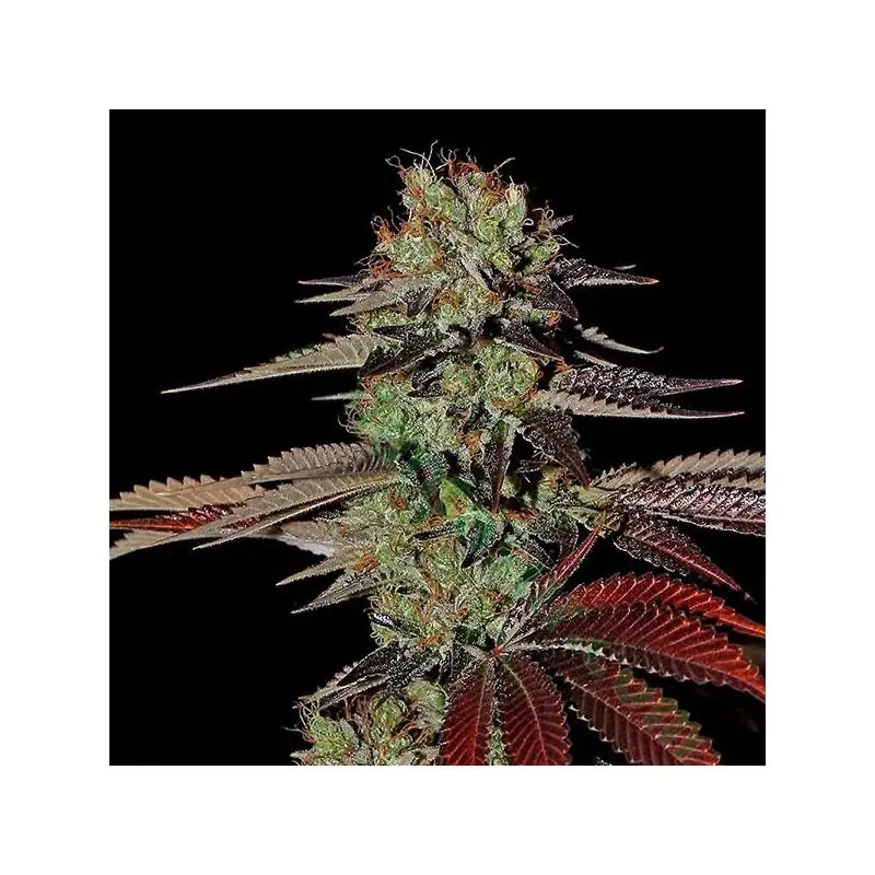 Auto Kings Kush Green House Seeds