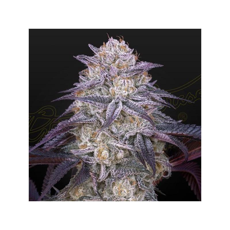Auto King´s Juice Green House Seeds