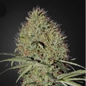 Auto Super Bud Green House Seeds