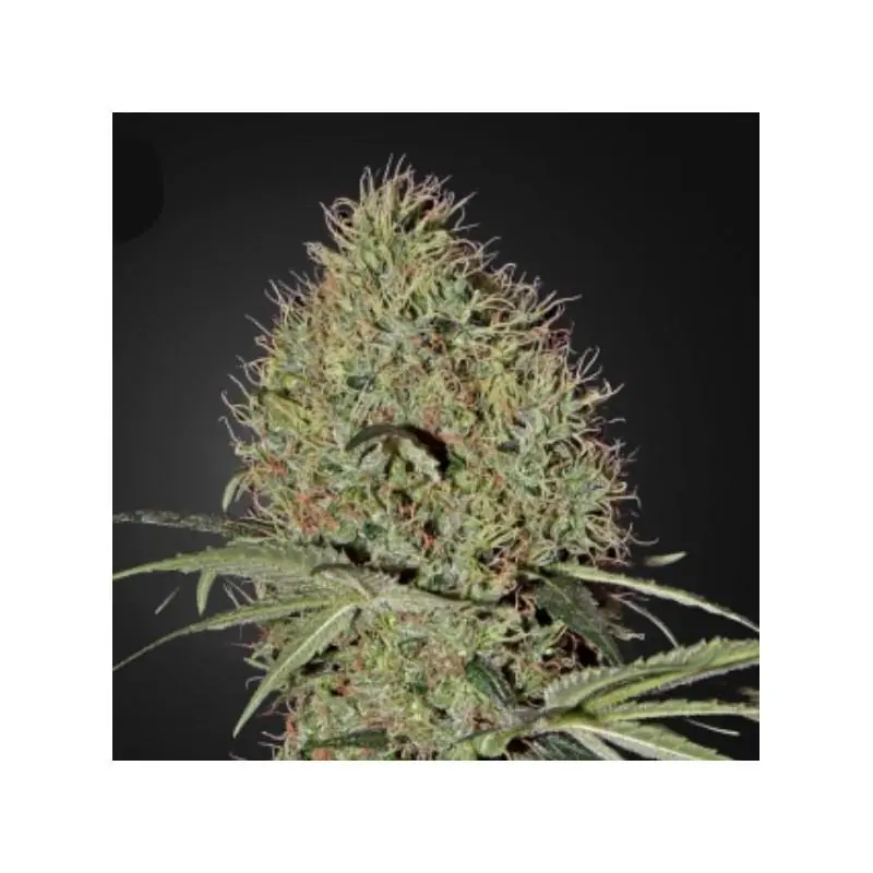 Auto Super Bud Green House Seeds