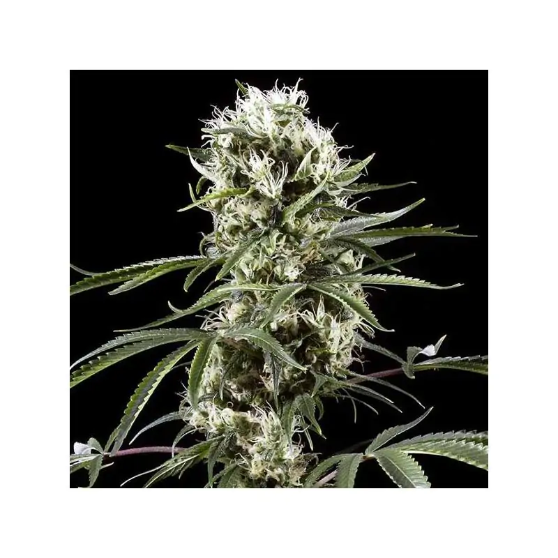 Auto Super Lemon Haze Green House Seeds