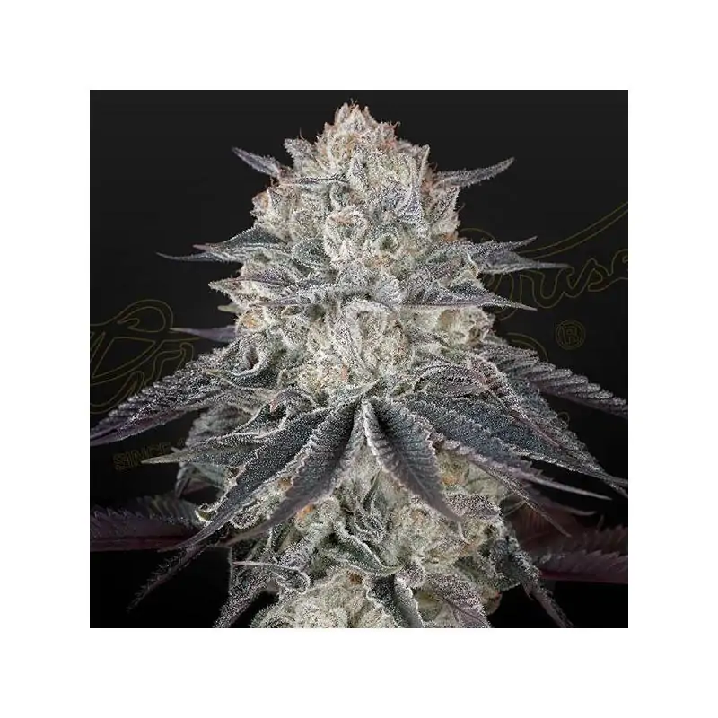 Full Gas Green House Seeeds