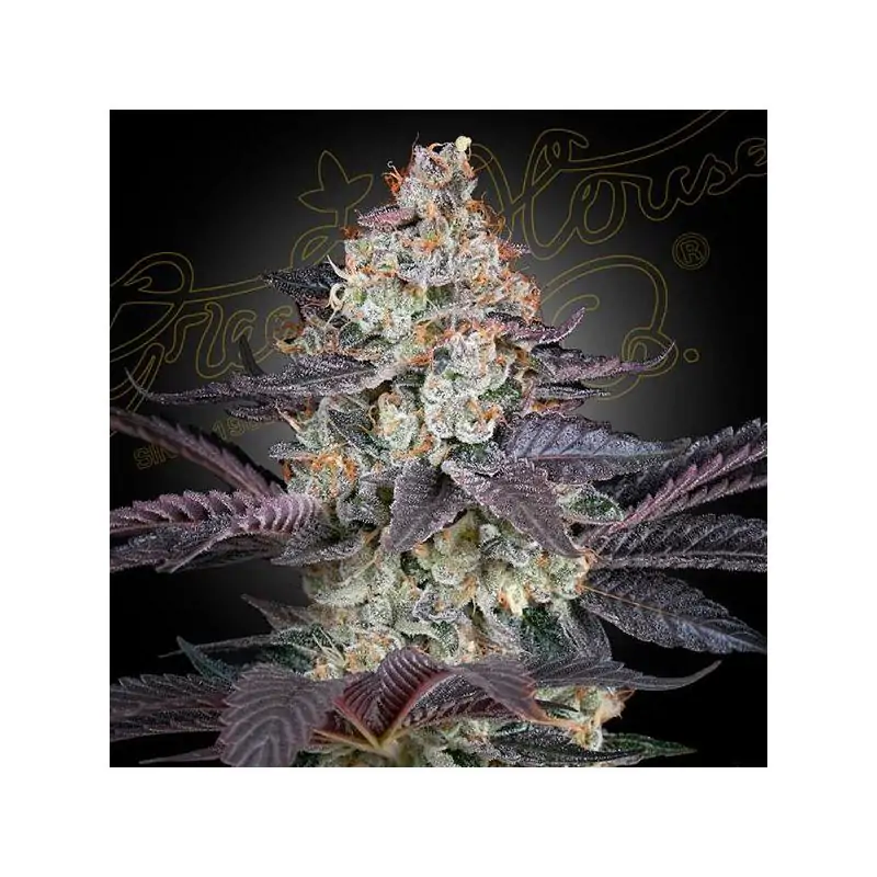 Ztrawberry Green House Seeeds