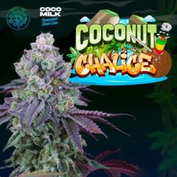 Coconut Chalice 6 Semillas
