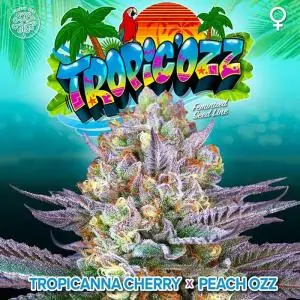 Rotten Apple 6 Semillas Tropic Ozz