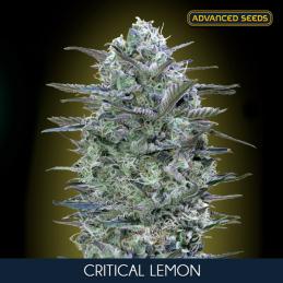 Critical Lemon Advanced Seeds