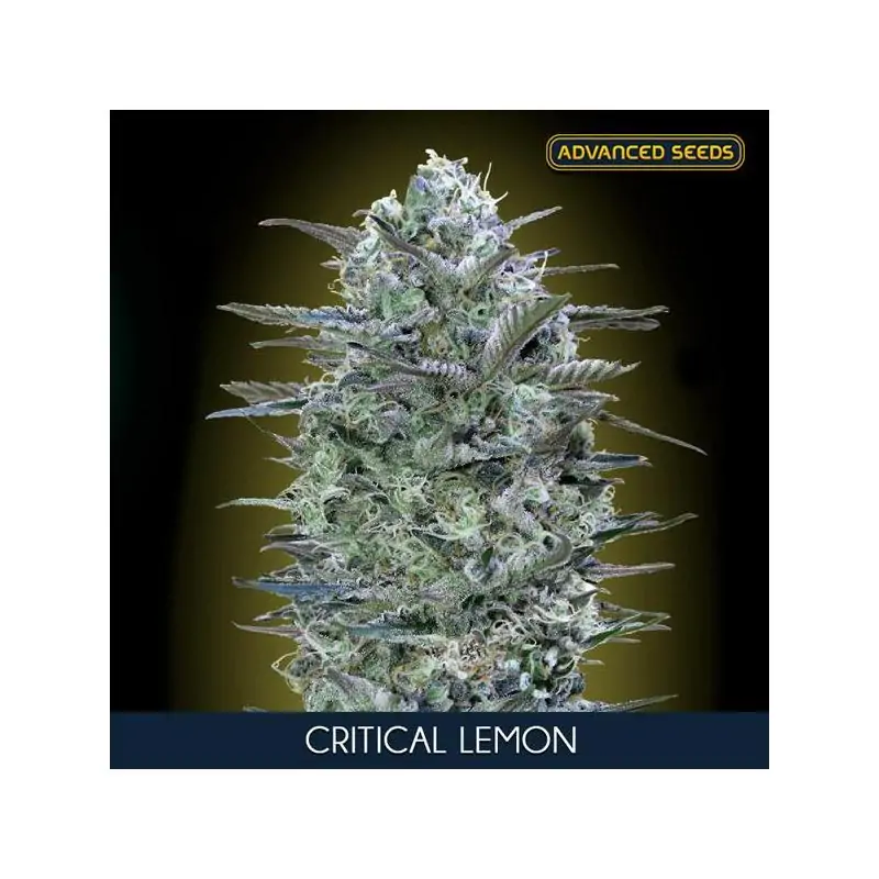 Critical Lemon Advanced Seeds