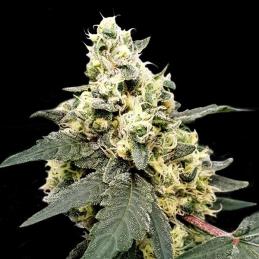 Auto Lemonade