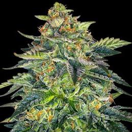 Auto London Cream Cake 5 Semillas