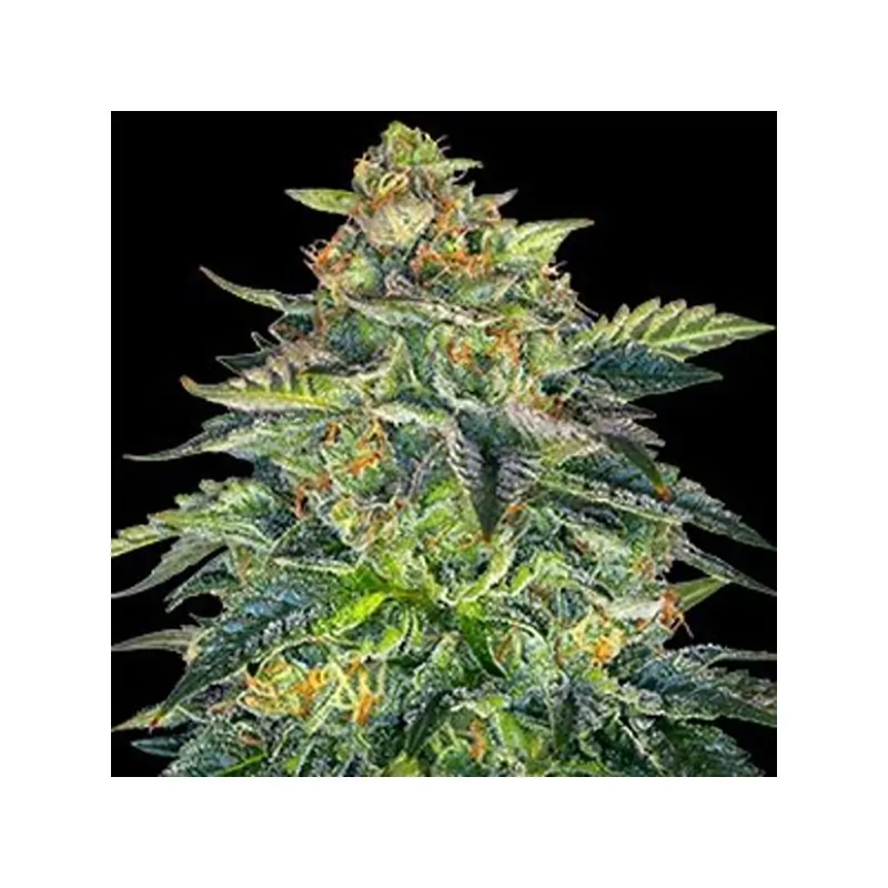 Auto London Cream Cake 5 Semillas