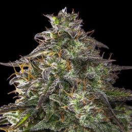 Auto Blueberry Cheesecake
