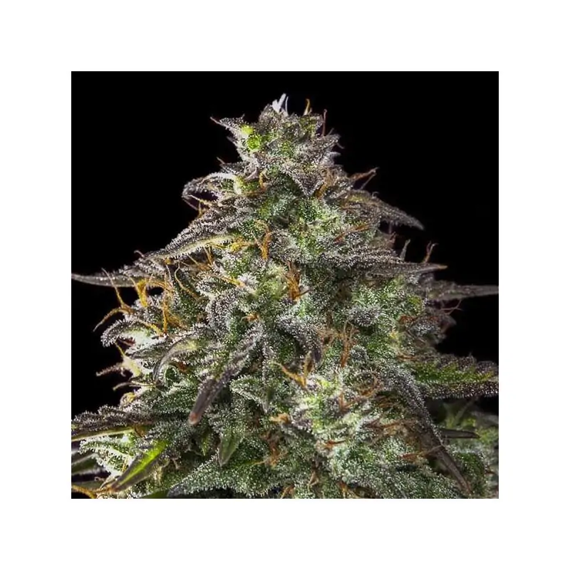 Auto Blueberry Cheesecake