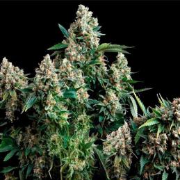 Auto Blue Pyramid