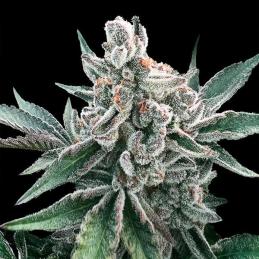 Auto Polar Gelato
