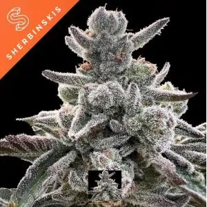 Polar Gelato "by Sherbinskis"