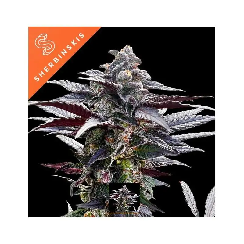 Pink Sunset "by Sherbinskis"