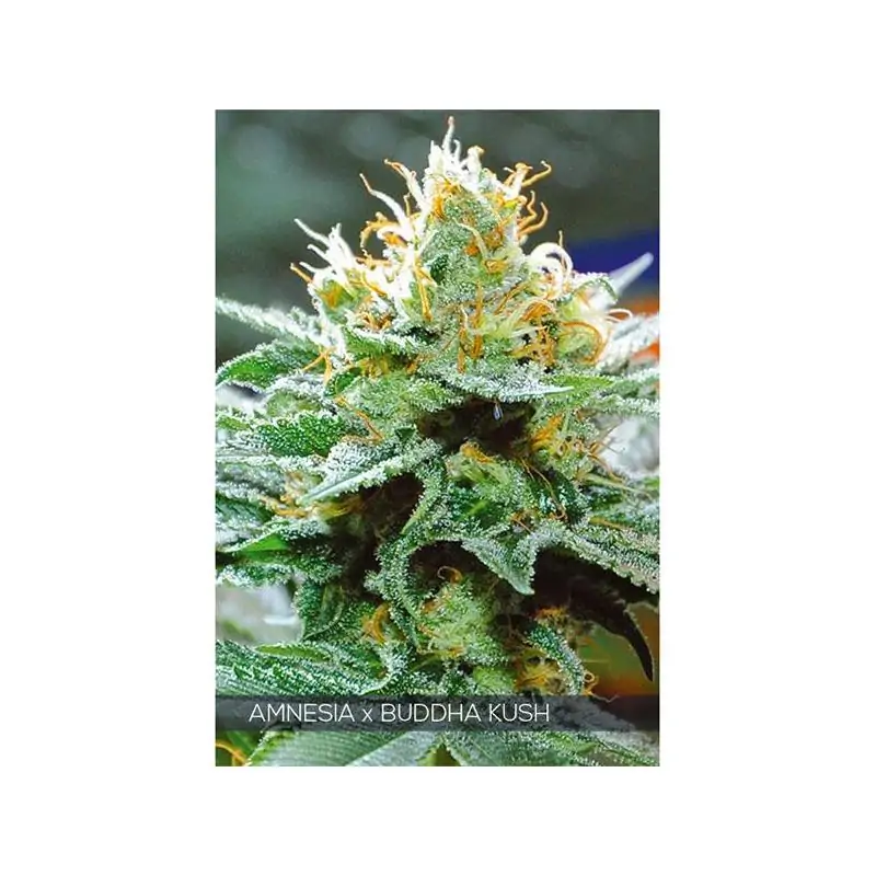 Amnesia X Buddha Kush