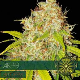 Auto AK 49